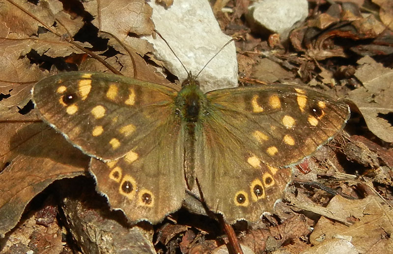 Pararge aegeria - Nymphalidae Satyrinae........dal Trentino